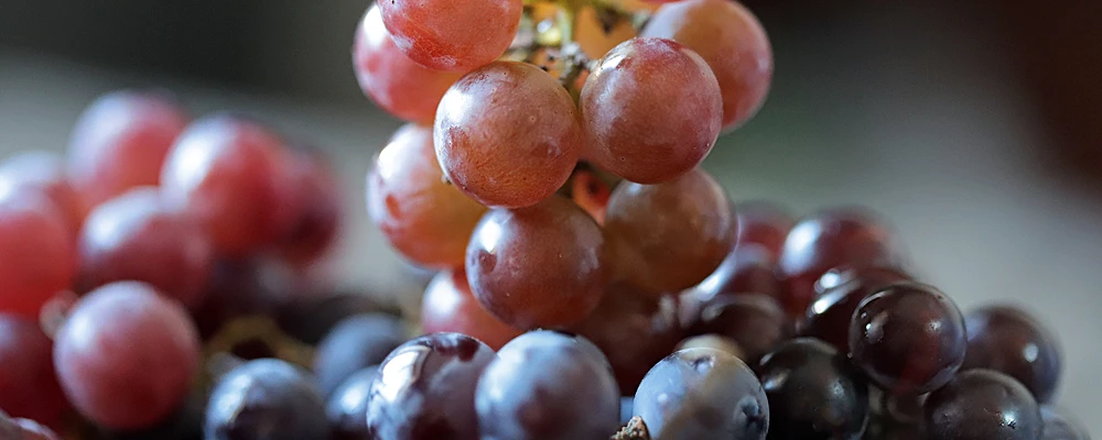 リープフロッグファーム 直販店